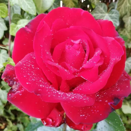 Gyoengyszem Vendeghaz Pensiune Eger