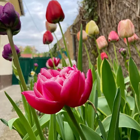 Gyoengyszem Vendeghaz Pensiune 3*